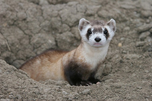 Black Footed Ferret