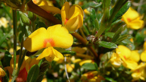 High Plains Flower