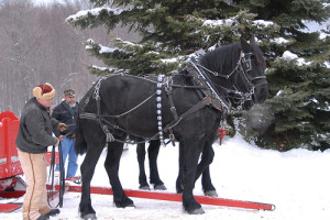 Winter Sleigh Ride Montana