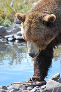 montana grizzly bear