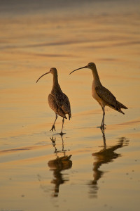 Longbilled Curlew