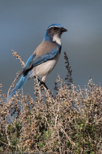 Western Scrub Jay in MT