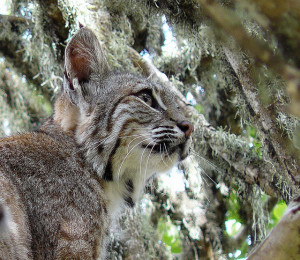 Montana Bobcats