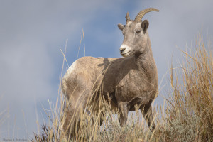 Bighorn Sheep MT