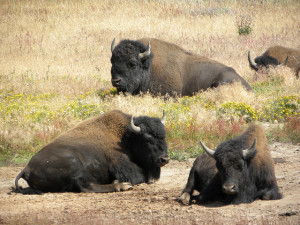 Montana Bison