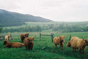 Scottish Highland Cattle Montana