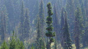 Montana Pines
