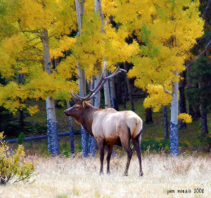 elk